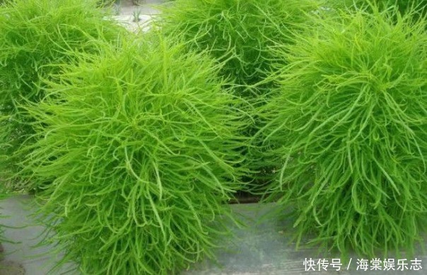 农村野草用处大,能吃能用价值高,搞卫生的好帮手