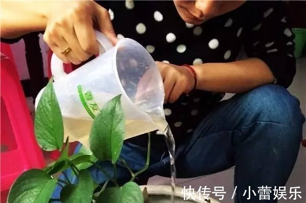 植物|养花遇见虫害怎么办用这6种肥水浇花，虫远离叶翠绿