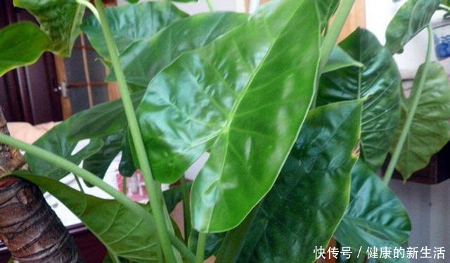 这几种花室内不能养,家里有的尽快搬走,别拿安全开玩笑!