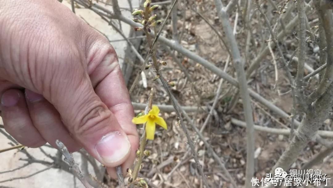 铜川植物园之春