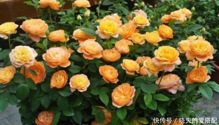 4种花养家里，旺财又养人，吉祥富贵，红红火火好运来