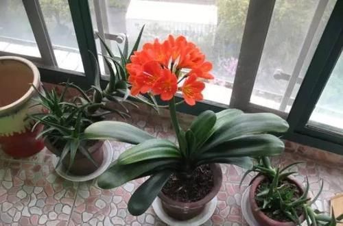 黄叶|家里养君子兰，3个位置不能摆放，不然黄叶不开花，别忽视