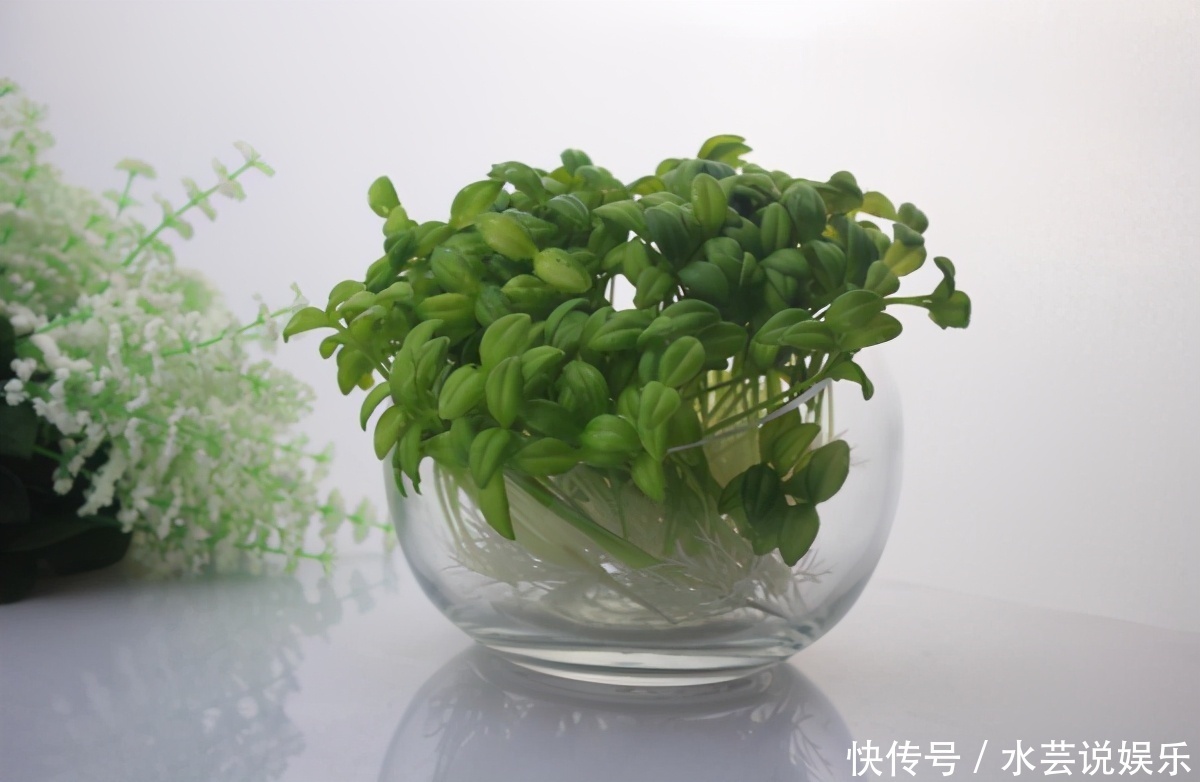 扦插讨喜的多肉,事前事后这么操作,成活率高很多