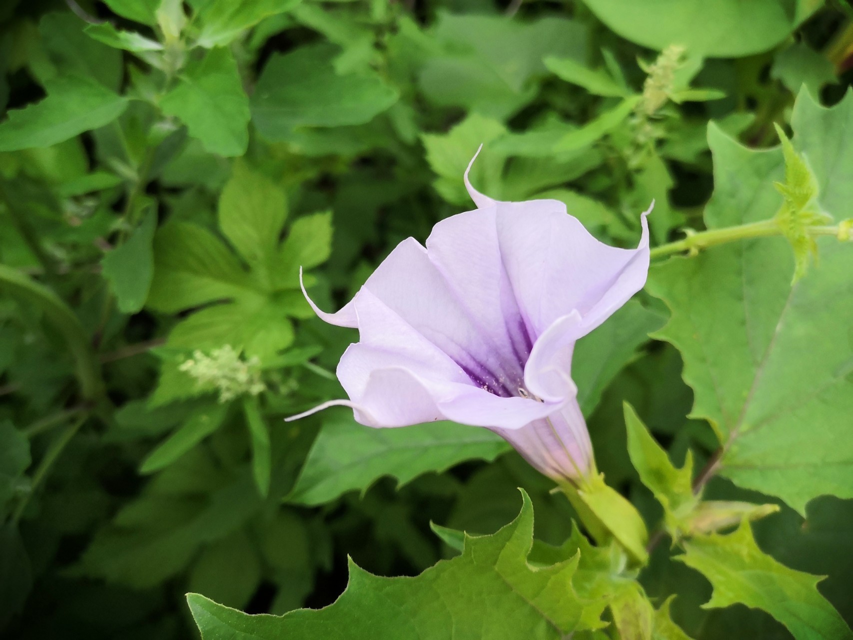 此花外形怪异,颜色妖娆,总给人一种神秘感,象征着恐怖和黑暗