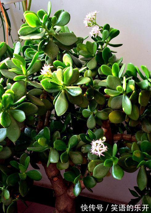 适合“干养”的11种花,天冷更加要控水,不然难过冬