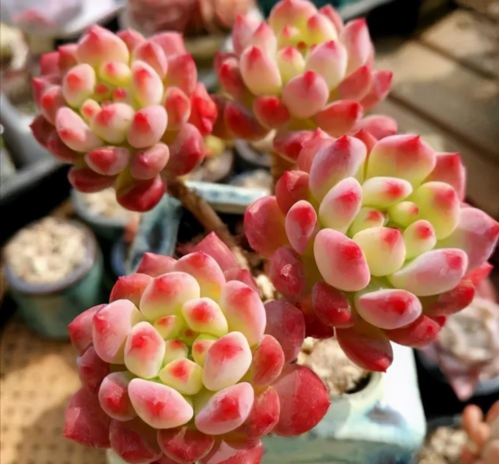 多肉植物|阳台养不好多肉，多半是浇水不当，教你正确浇水，个个长成胖娃娃