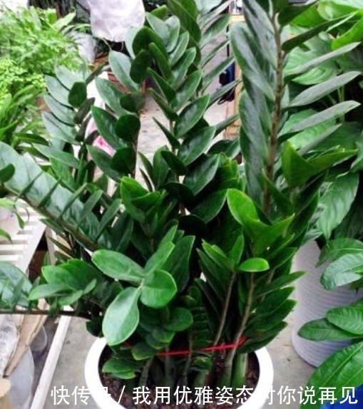 年后赶紧“插”下3种花,10天就生根,好养易活,2月就爆盆!