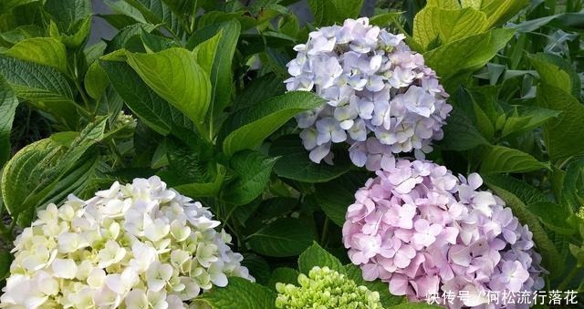 绣球花会“变脸”,稍微调一调土壤的“味道”,花色就会随心改变!