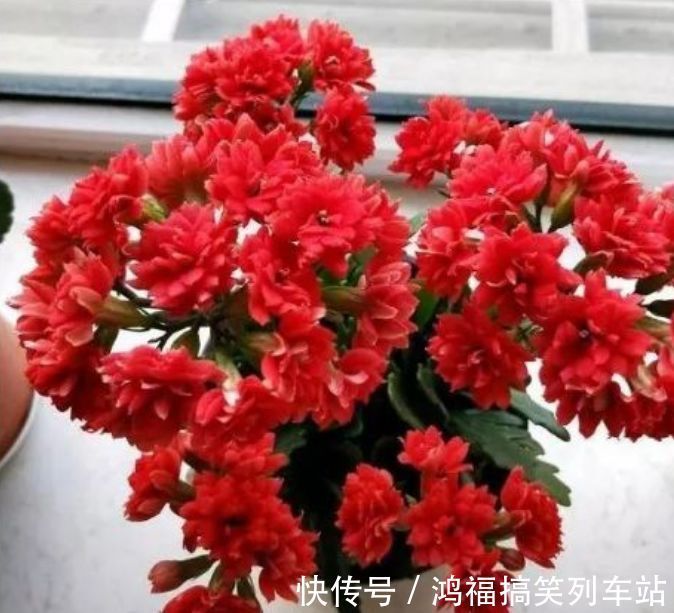 此款花卉便宜又好养，丢到阳台，四季有花开，冻不死晒不死