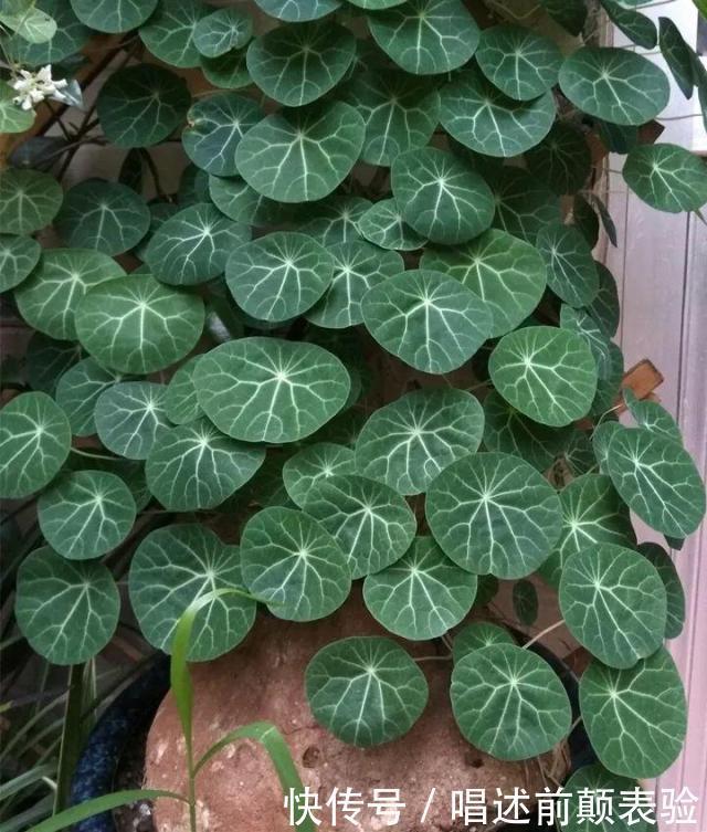 长命百岁的“植物乌龟”,铜钱叶子爬成“电视墙”,霸气金不换