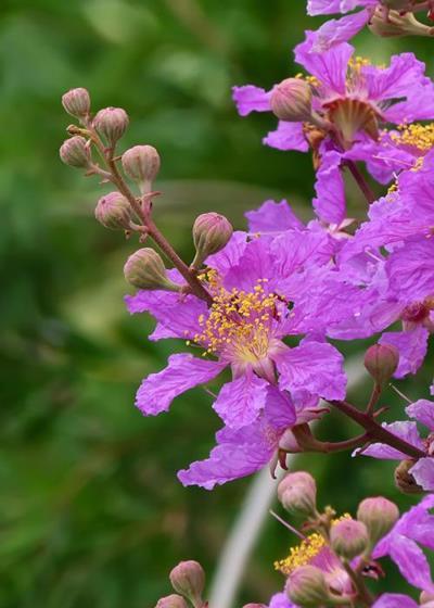 紫色系花草有哪些?这6种漂亮优雅的小紫花,你见过几个