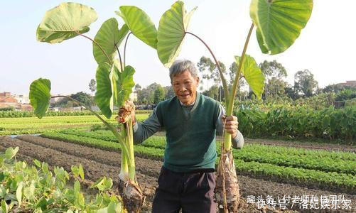 芋头好吃不好种,教你学会种植技巧,棵棵能