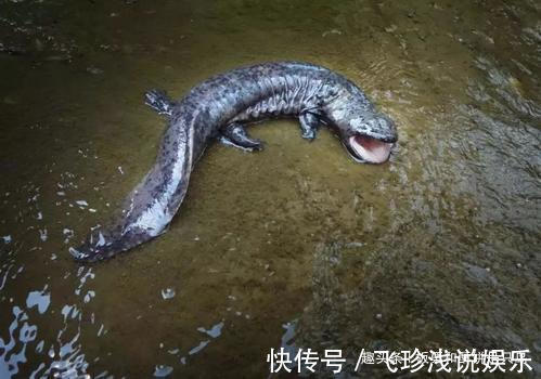 大鲵！人鱼是真实存在的吗？山海经给了我们答案，人面鱼身现存于世