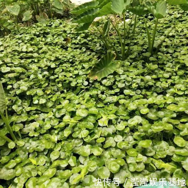 花友|5种花最好别养,根钻得到处都是,砍都砍不尽