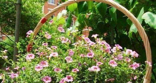 不想养吊兰绿萝了那就养这4种花,花开如海,一年能开300多天