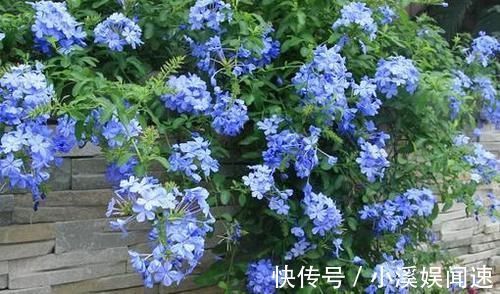 如果我有“院子”，一定种此5种花，五彩斑斓长成一片“花海”