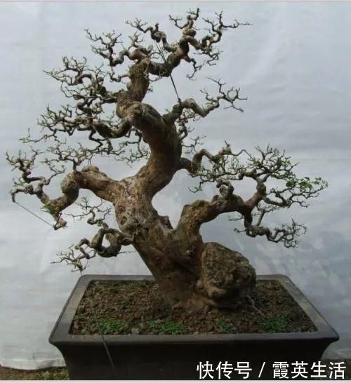 树木|盆景制作技法夏天来到，盆景脱衣换锦，有6种好处