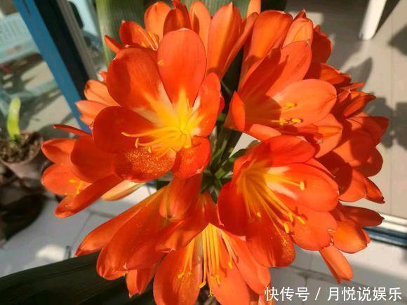 好东西|此种“好东西”，给君子兰“喂1点”，冒出“大花苞”，花期长！