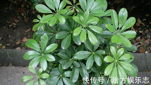 盆栽|盆栽鸭掌木夏季怎么养护注意几点，远离黄叶落叶，安全度夏