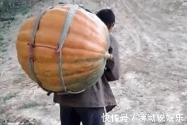 大叔意外丰收巨型南瓜，高兴的背着回家，途中南瓜却突然裂开了