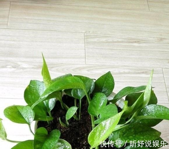 导致|绿萝突然蔫掉了!暖气导致的,想要绿萝不蔫,坚持每天浇水
