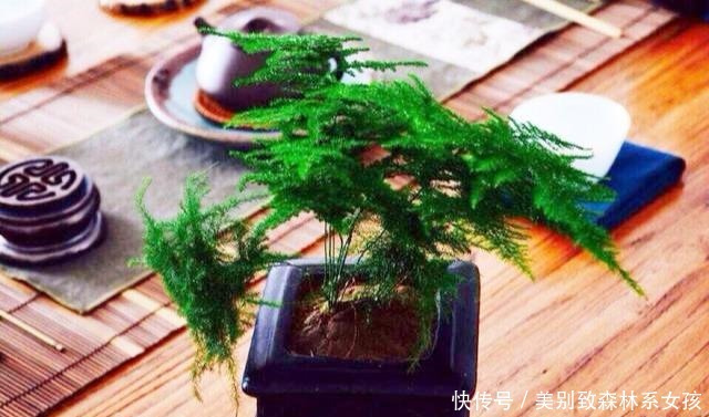 5种漂亮花,夏天不能见太阳,一见软踏踏,赶紧挪地方