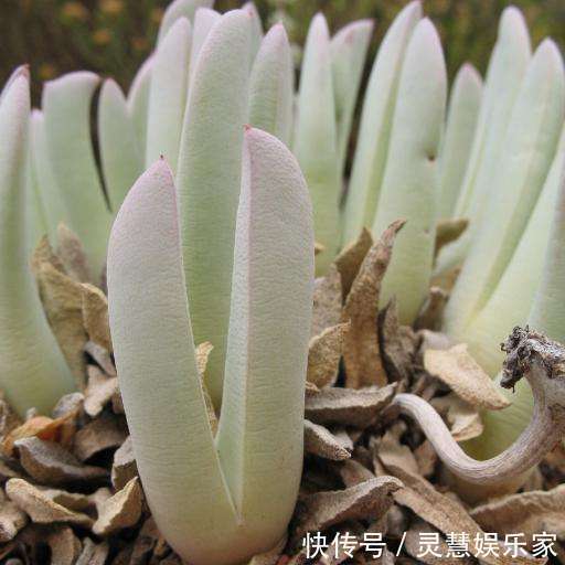 这多肉长的还真怪,像龙虾的“大钳子”,你敢养吗