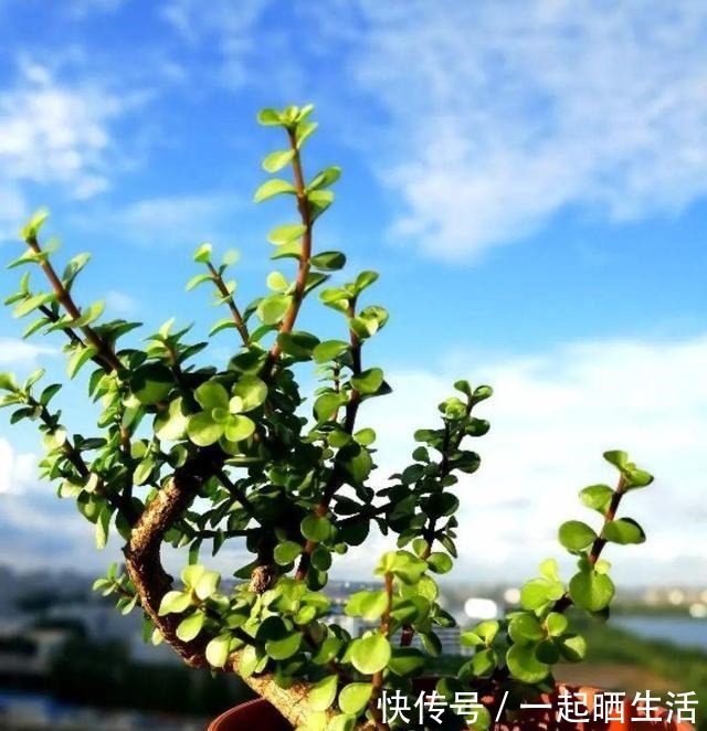 金枝玉叶开花了，特罕见，比雅乐之舞还美！金枝玉叶开花了，特罕见，比雅乐之舞还美！