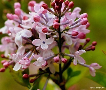 蓝紫色|此花被称为天国之花,从古至今都备受宠爱,浑身散发着高贵的气息