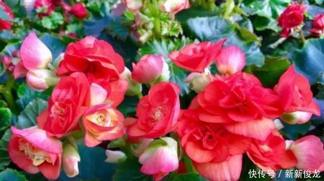 3种花超好养，四季开花不间断，有光有水开满盆，适合懒人新手养