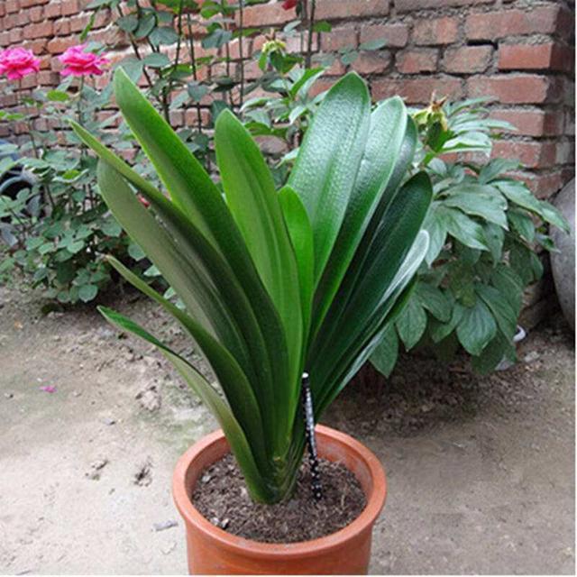 发财树|“6种旺财花”,房子小也要养1盆,开花更是好兆头,富贵吉祥