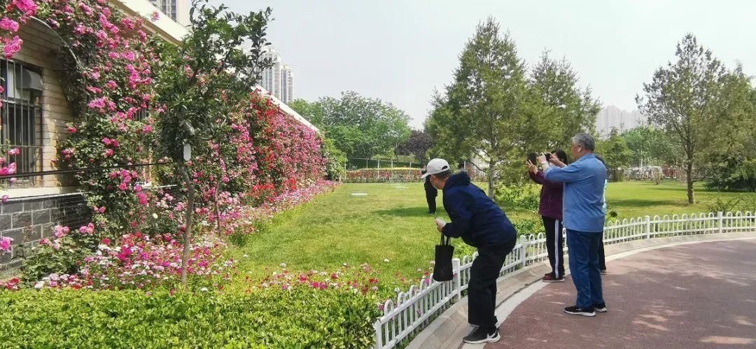 科普|【科普园林】藤本月季花开满园，芳香惊艳美丽醉人