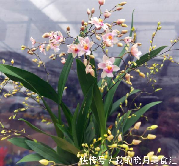4种漂亮花，11月养一盆，春节前后也能开满盆，适合新手
