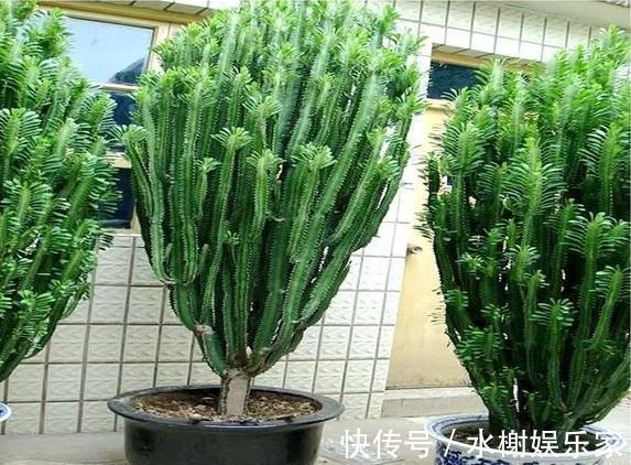 枝条|龙骨剪枝,选对“枝条”,掐准“时间”,蹭蹭长枝条,几年窜上房