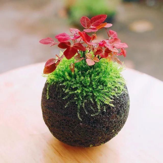 山野草，也高雅！