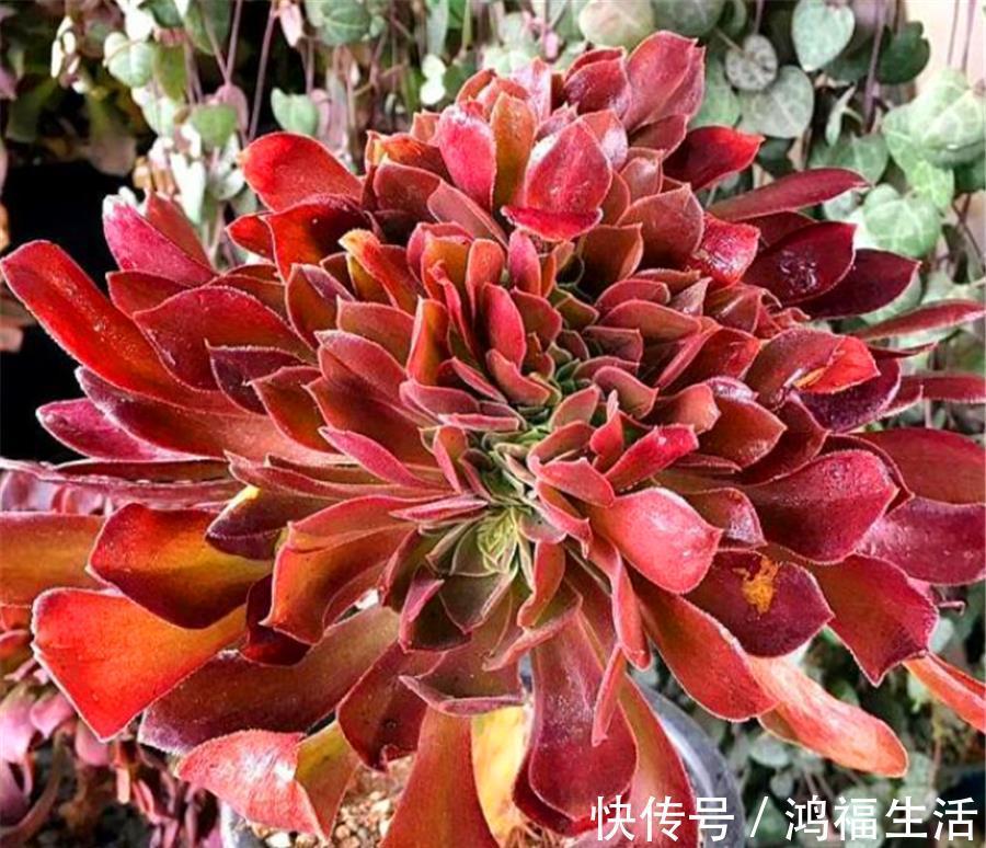 浇水|法师夏天总黑腐?做好“1多1少1适中”,不落叶颜色美