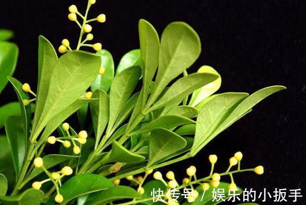 农历9月28日霜降后,养什么花?以下3种花,喜气洋洋福享新春