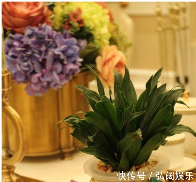 以下5种不需要浇水也能生长的花卉，养花再也不是难题