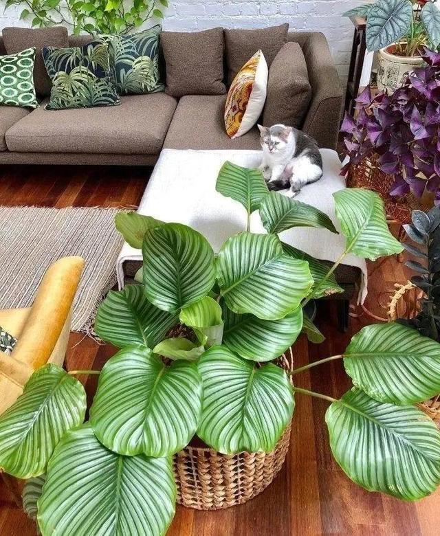 五种盆栽,自带高贵气质,在家摆一盆,格调高,人人夸你眼光好