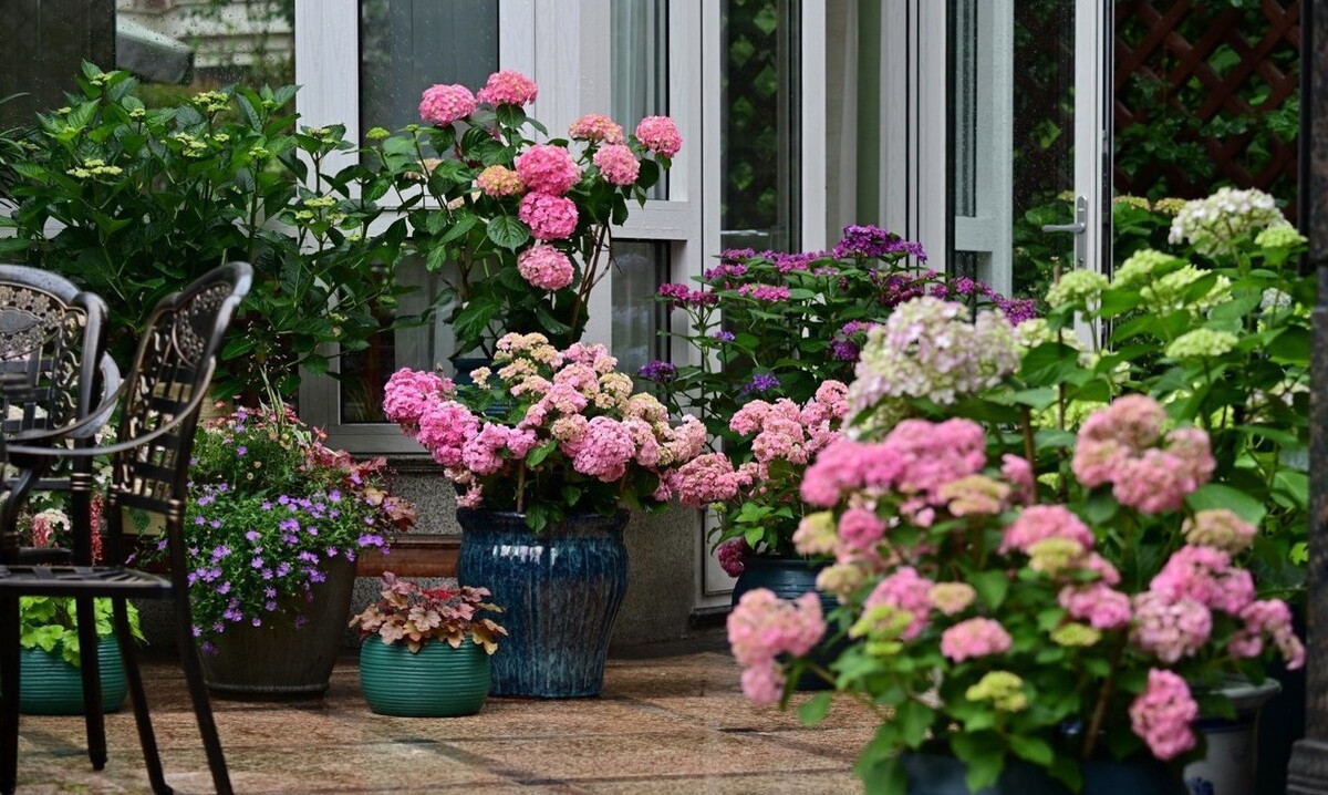 颜值担当|想要打造“高级”花园，春天种上“4种花”，颜值高，爱开花