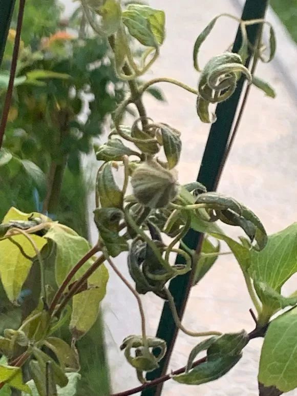 自制养花杀菌水，7天浇一勺，虫子全死光，再也不黄叶！