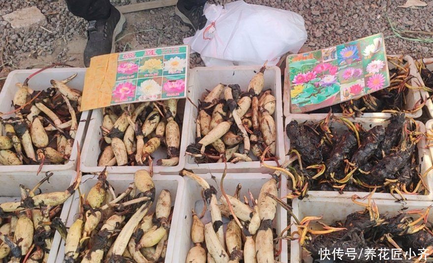 无论你多喜欢养花，都不要碰“3种花”，这都是养花高手被坑过的