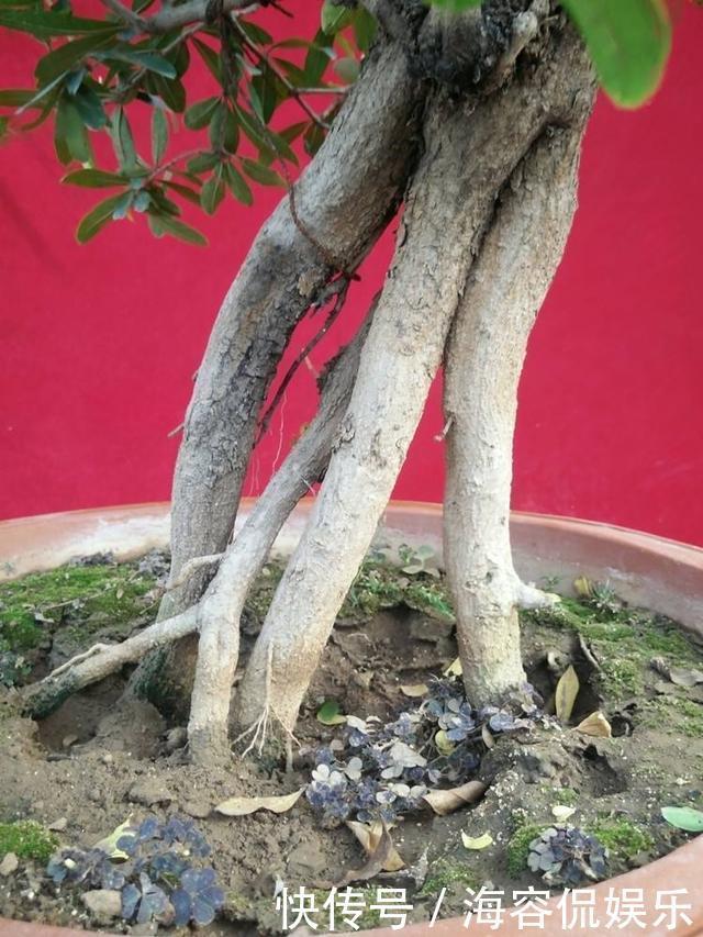 苗子|石榴盆景外形美,根系却无法附在石头上,巧用塑料瓶就解决