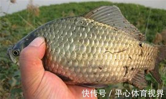 水域|钓鲫鱼久不发窝,不妨试试这几种打窝方式,鱼口马上会有变化