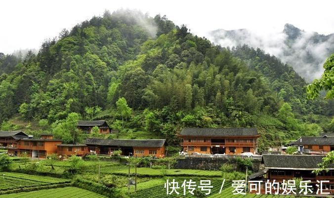 在农村，茶树也能盆栽做盆景，放在家里让房间充满淡淡的茶香