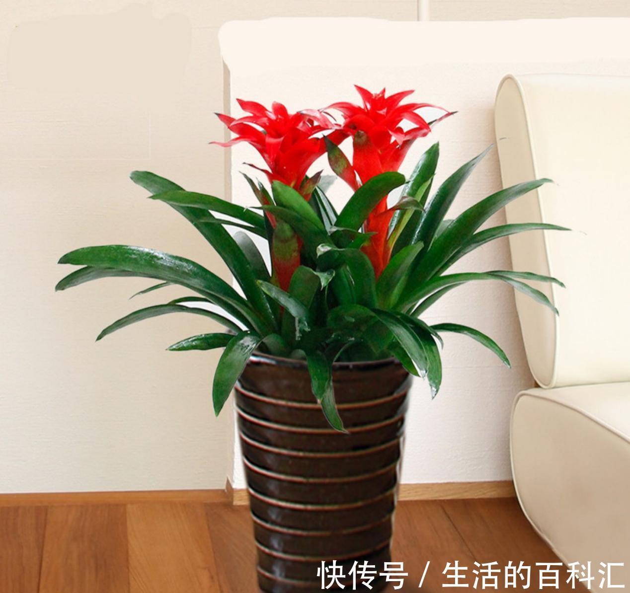 浇水量|秋季气温下降,提前安排这5方面,养花种草才不会出意外