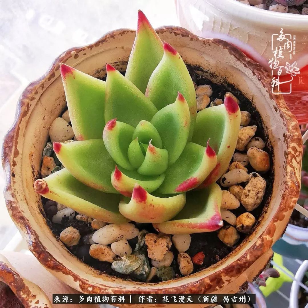 对多肉是发自内心的喜欢,心甘情愿被它们俘虏!