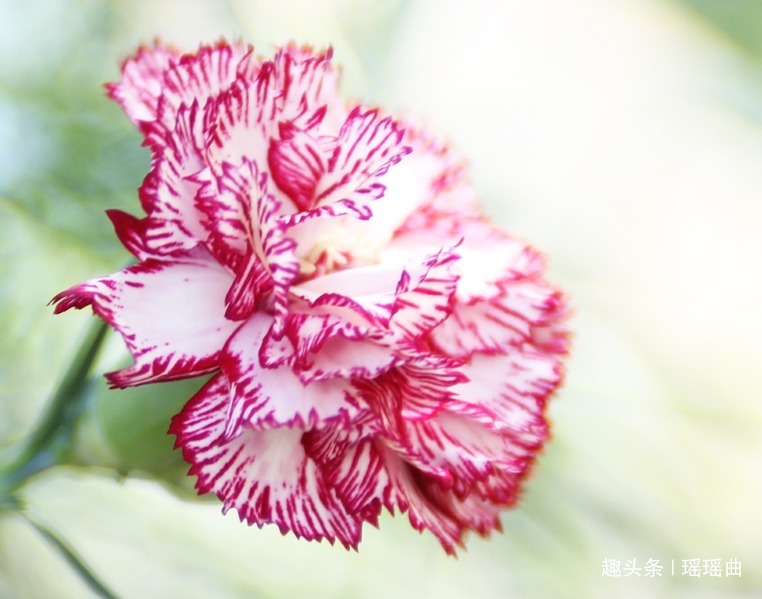 此花默默不闻极为平凡，花色丰富姿态迷人，被誉为母亲的慈爱象征