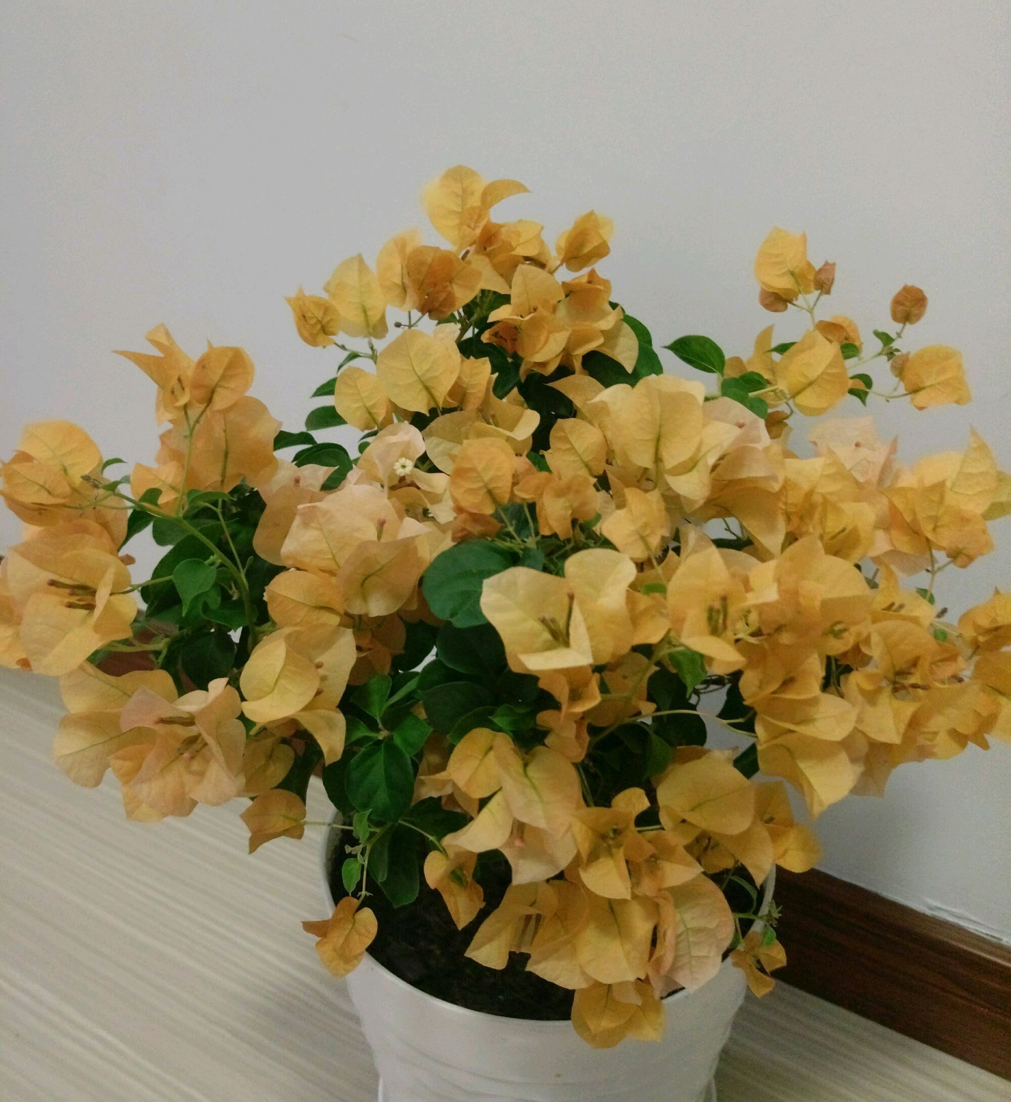 三角梅控水后还是开花少又少只需一妙招,一个星期开花爆盆