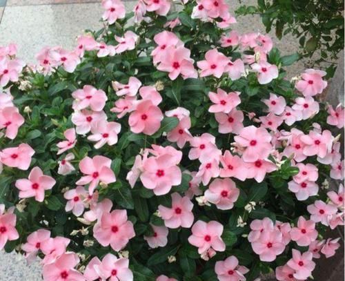  大岩桐|阳台养花，不妨养此4款植物，养在哪里都爆盆，早看早知道！